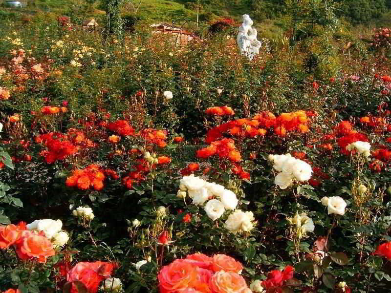 Pestana Quinta Do Arco Nature & Rose Garden Hotel Arco de São Jorge Eksteriør bilde